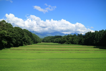 初夏の棚田