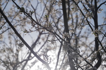 Tree Branches Sticks and Flowers abstract background bokeh light blobs abstract background with copy space for text or image
