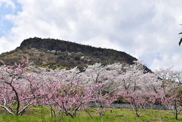 桜
