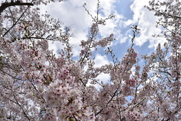 桜