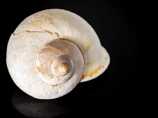 Poster Fossil of Land snail shell © Satakorn