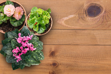 Fototapeta na wymiar Group of flower pot on wood floor