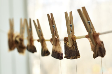 Used tea bags drying on the clothesline with clothes pegs