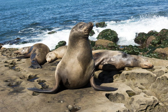 Sea Lion family on the beach, La Jolla, California.