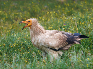 Egyptian vulture (Neophron percnopterus)