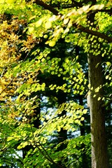 Fototapeta premium 色づく桂の葉