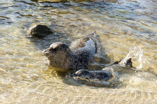 Sea Lion playing with baby seal on the beach, La Jolla, California.