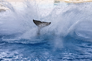 Fototapeta premium Bryzgający wieloryb przesunie się do ogona.