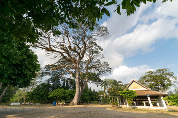 Fototapeta na wymiar The area of Wat Khu Tao, Mae Tom, Bang Klam, Songkhla, Thailand