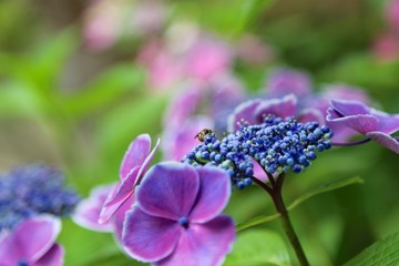 紫陽花と蜂