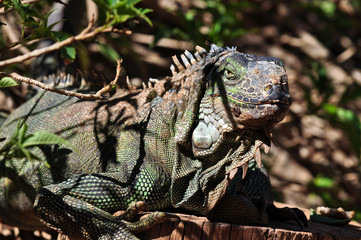 Sunny day iguana hiding in arid, semi-arid bush.
