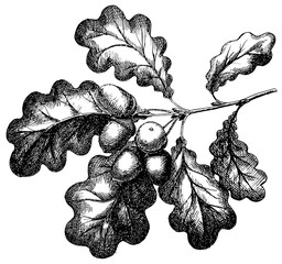 Vector engraving illustration of hand drawn acorn on oak branch isolated