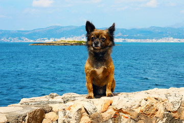 Urlaub mit Chihuahua Hund am Meer