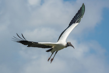 Wood Stork