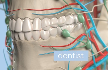 Anatomical dental model of human teeth for dentistry, dental care, medical students. 3d illustration