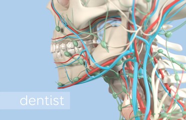 Anatomical dental model of human teeth for dentistry, dental care, medical students. 3d illustration
