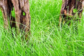 The stiff wood stump and benign grass blade