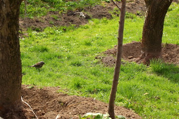 thrush