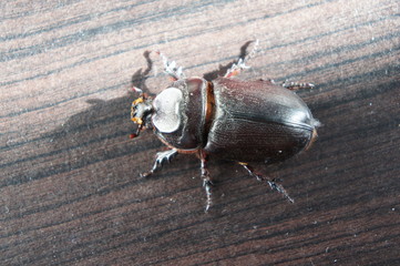 SONY DSC