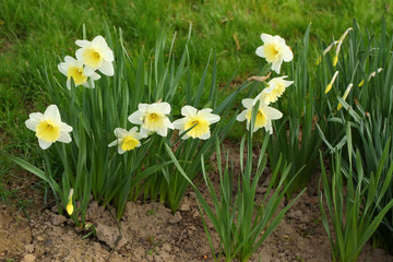 Fototapeta premium narcissus