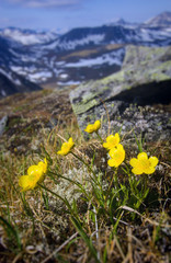 Urals mountain meadows