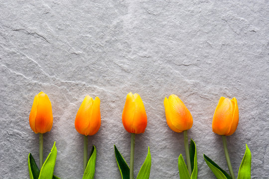 Fototapeta Tulips on gray stone background. Copyspace.    