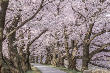 散策路と桜並木
