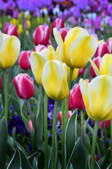 Spring Tulips in Garden for Fresh New Growth