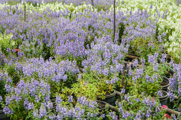 Flower garden with colorful background.