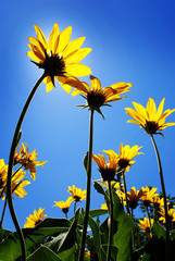Yellow Wildflowers with Blue Sky and Sunshine