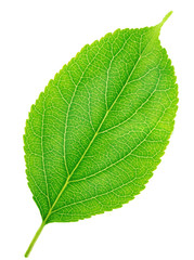 Fototapeta premium Apple tree leaf isolated on a white
