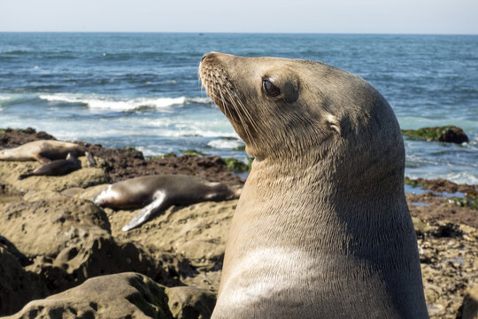 Female seal on the beach, La Jolla, California.	