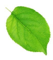 Obraz premium Apple tree leaf isolated on a white