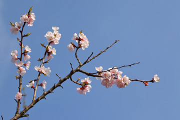 apple blossom