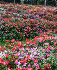 Flower garden with colorful background.