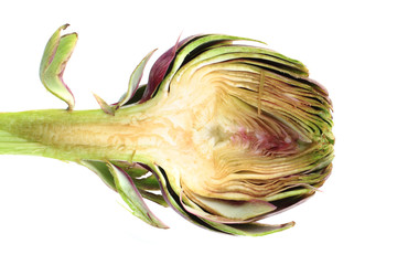 fresh artichoke isolated