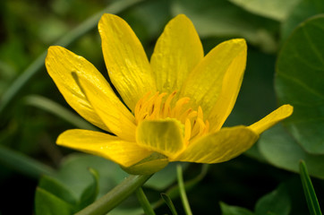 Spring yellow flower macro photo