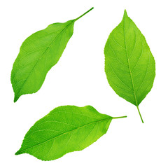 Set of apple tree leaves isolated on a white