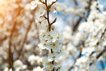 A blooming branch of apple tree in spring with glare of sunlight in the sunset. Blurred background