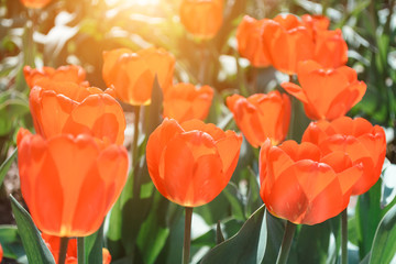 Beautiful red and pink tulips in a botanical garden in spring time with glare of sunlight in the sunset