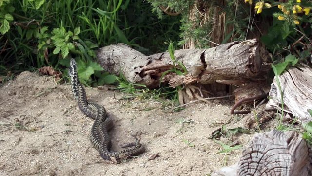 Male Adders Dancing / Fighting. ( Vipera berus ) Entangled in Each Other.