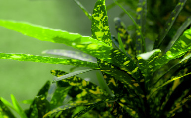 Fototapeta na wymiar background or texture of Leaves of ornamental plant