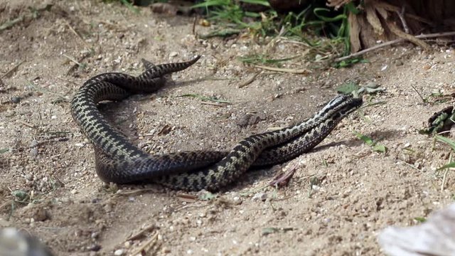 Male Adders Dancing / Fighting. ( Vipera berus ) Entangled in Each Other.