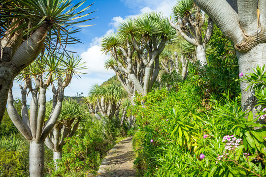 Dragon tree alley, Jardin Canario, Gran Canaria
Hiking trail lined with dragon trees and lush green.