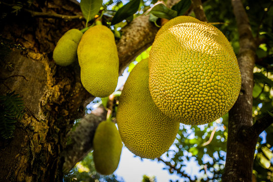 Jack fruit plant
