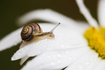Morning Snail