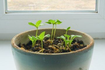 Seedlings.