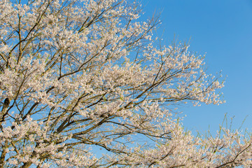 Japanese cherry tree(DAIGO SAKURA)