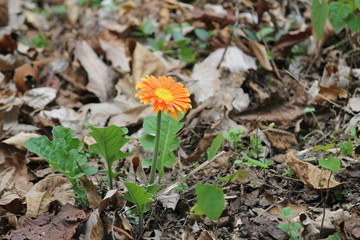 Orange Gerber Daisy