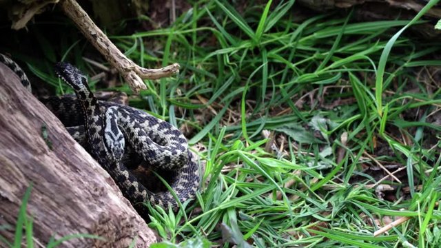 Male Adders Dancing / Fighting. ( Vipera berus ) Entangled in Each Other.